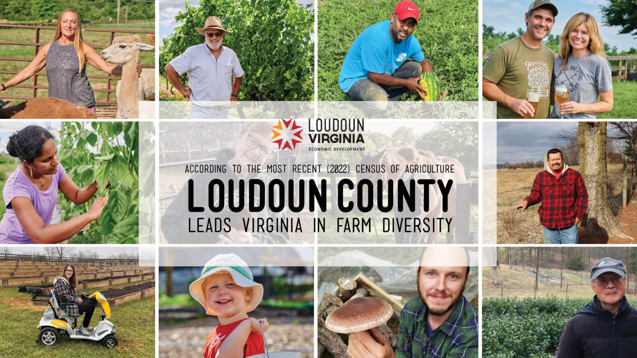 Loudoun Ranks High in Latest Ag Census