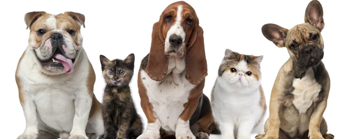 Pet spending – The daily blog of behavioral and cognitive economics