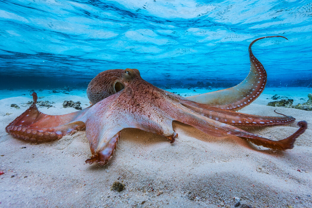 Octopus and consciousness – The daily blog of behavioral and cognitive economics