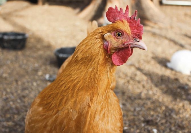 Avian flu – The daily blog of behavioral and cognitive economics