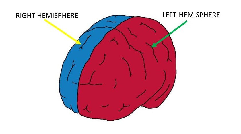 Cerebral hemispheres – The daily blog of behavioral and cognitive economics