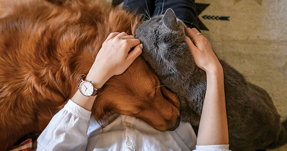 Protecting nonhuman animals – The daily blog of behavioral and cognitive economics