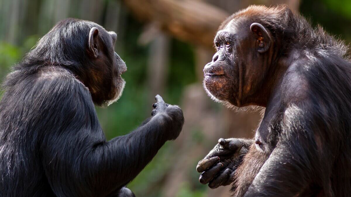 Animal language – The daily blog of behavioral and cognitive economics