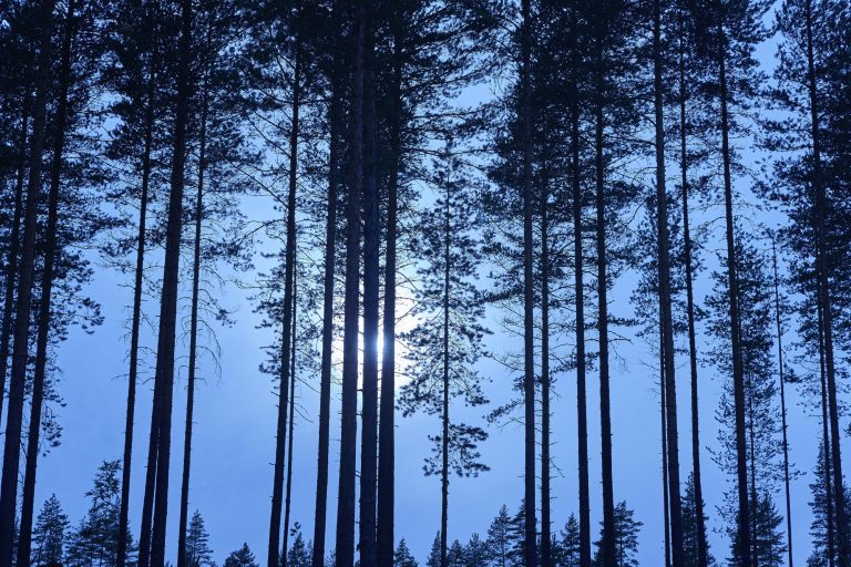 Pro-environmental path – The daily blog of behavioral and cognitive economics