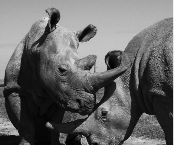 Rhino bonds – The daily blog of behavioral and cognitive economics