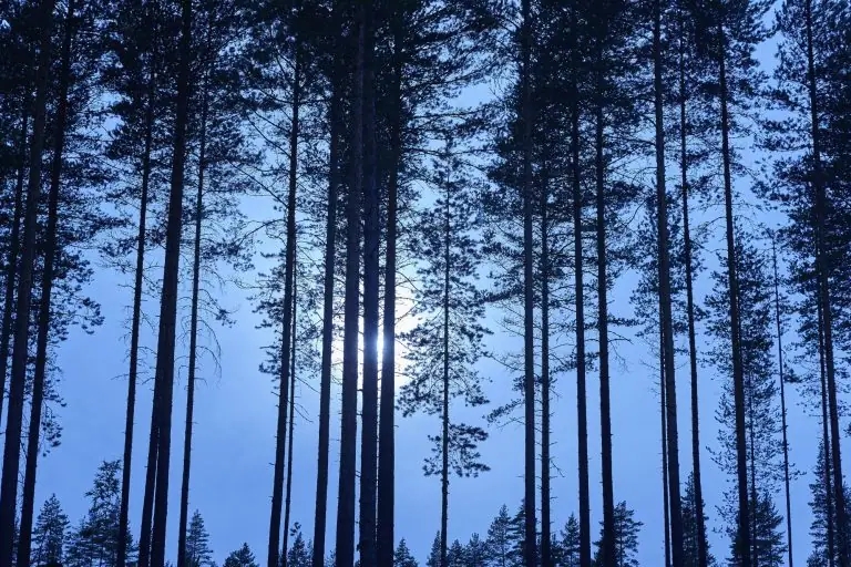A pro-environmental path – The daily blog of behavioral and cognitive economics