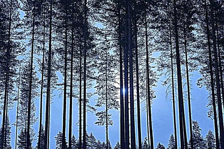 Consumption and environment – The daily blog of behavioral and cognitive economics