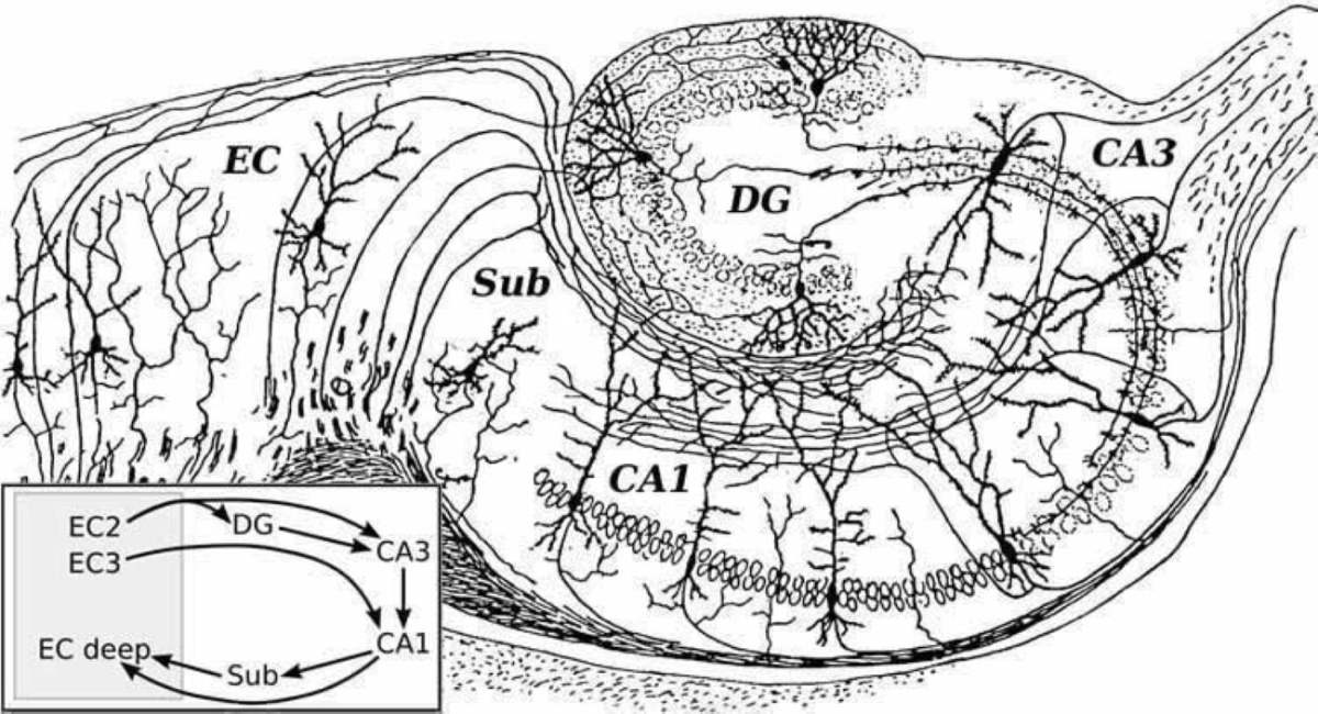 Predictive hippocampus – The daily blog of behavioral and cognitive economics