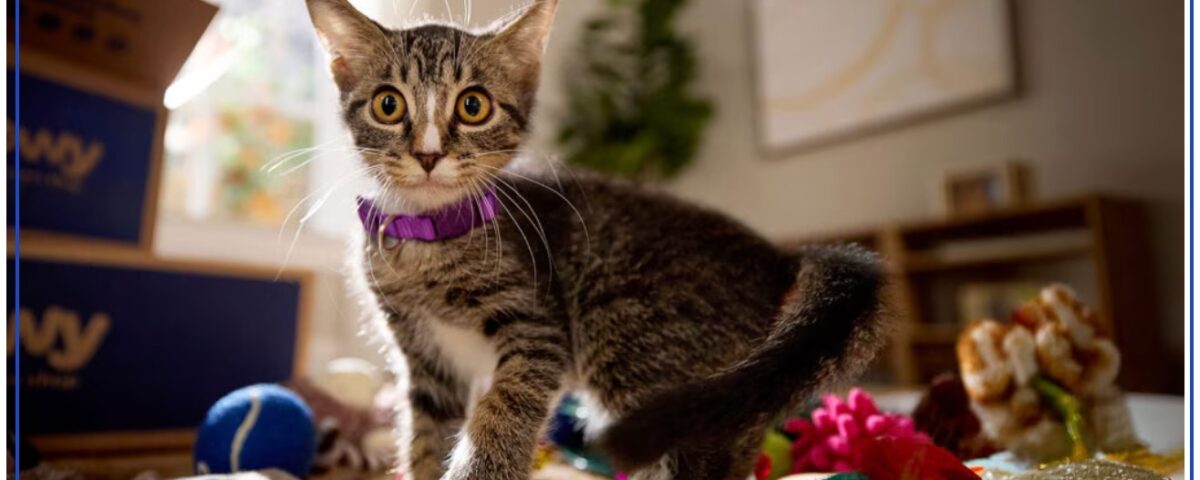 Food for cats – The daily blog of behavioral and cognitive economics