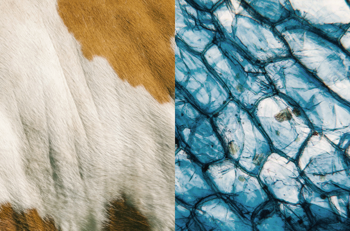 Competition and cooperation