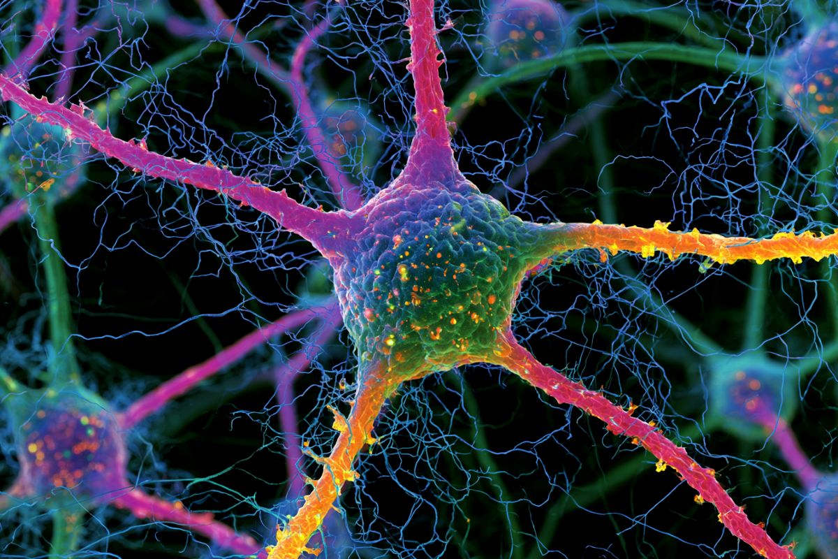 Neural representations – The daily blog of behavioral and cognitive economics