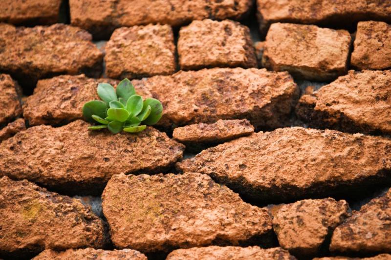 Resilience – The daily blog of behavioral and cognitive economics
