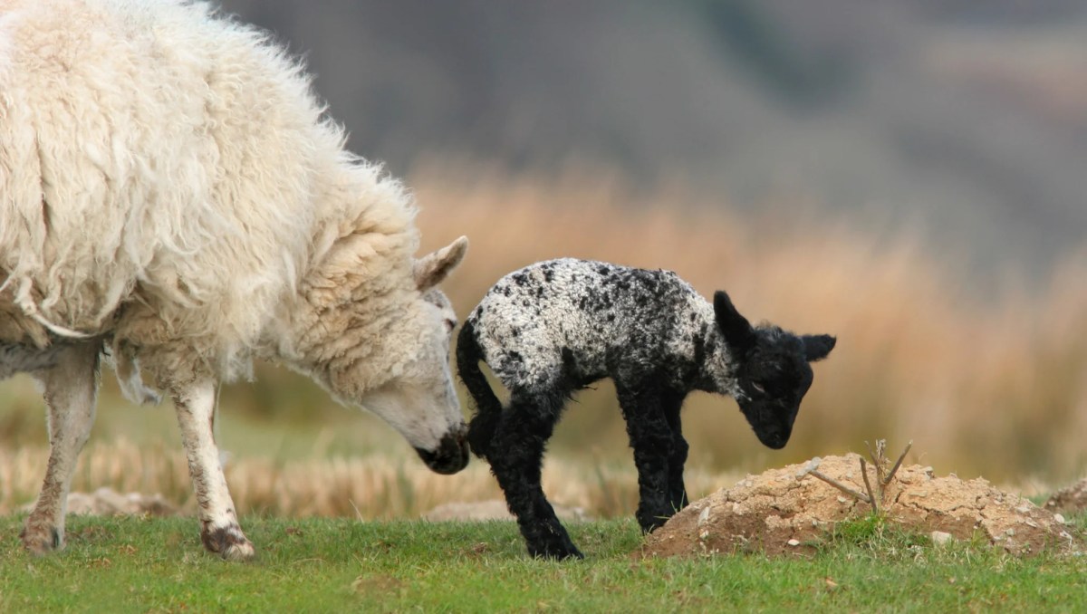 Libertarians ‘nudge’ – The daily blog of behavioral and cognitive economics
