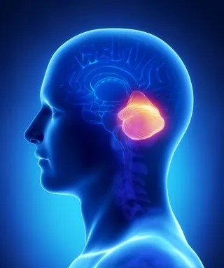Dopamine rewards – The daily blog of behavioral and cognitive economics